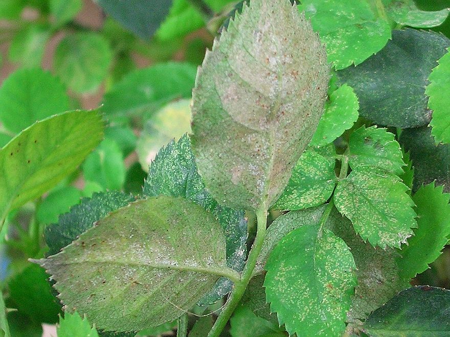 害蟲“抗藥”怎么辦？專家開出新處方