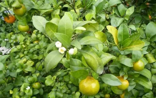正確認(rèn)識(shí)柑橘黃龍病，以防為主