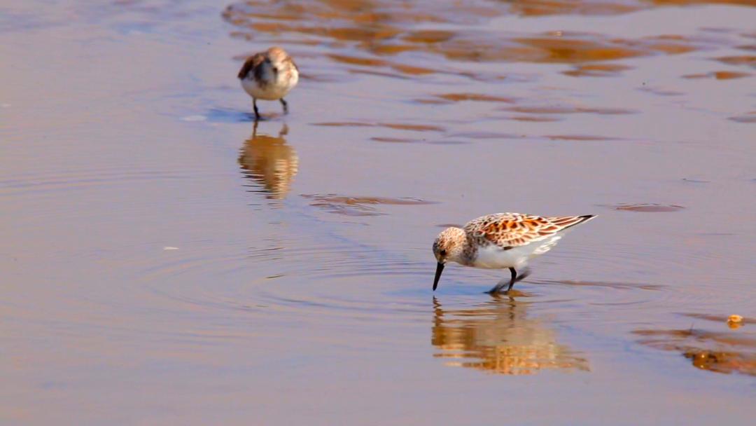 唐山灤南未來藍(lán)圖揭秘，最新規(guī)劃引領(lǐng)城市發(fā)展