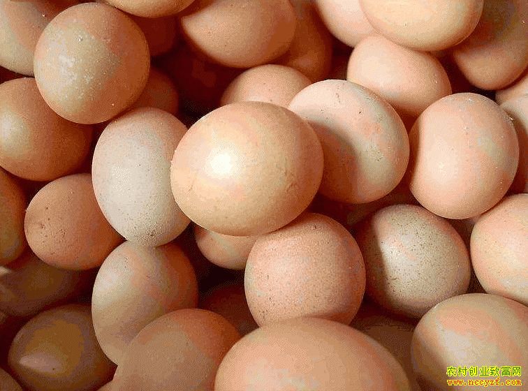 肇東雞蛋價(jià)格最新動(dòng)態(tài)，跟隨自然腳步，重拾內(nèi)心寧靜與平和的探索之旅