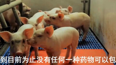 最新母豬保健方案揭秘，提升母豬健康與生產(chǎn)效率的秘訣