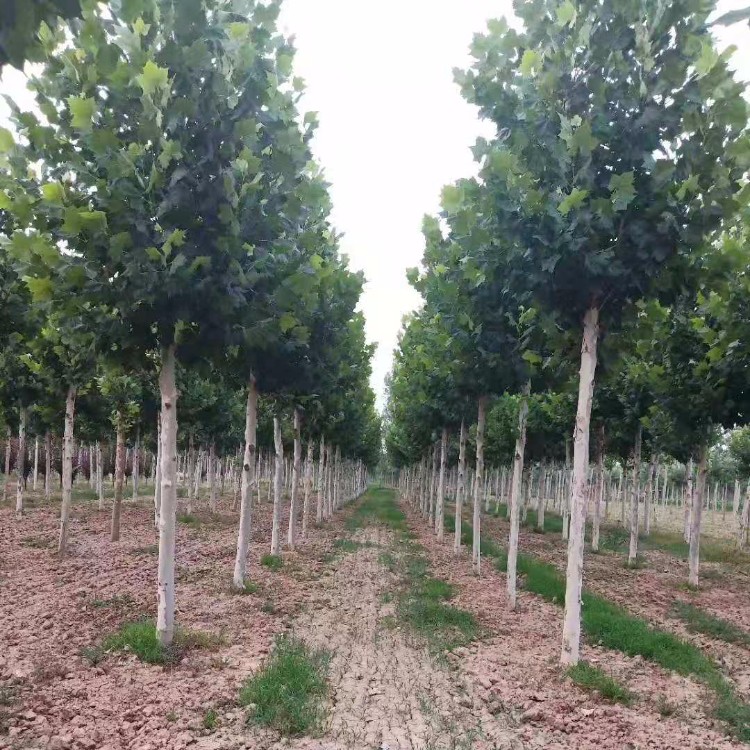 濟(jì)寧法桐最新報價及指南