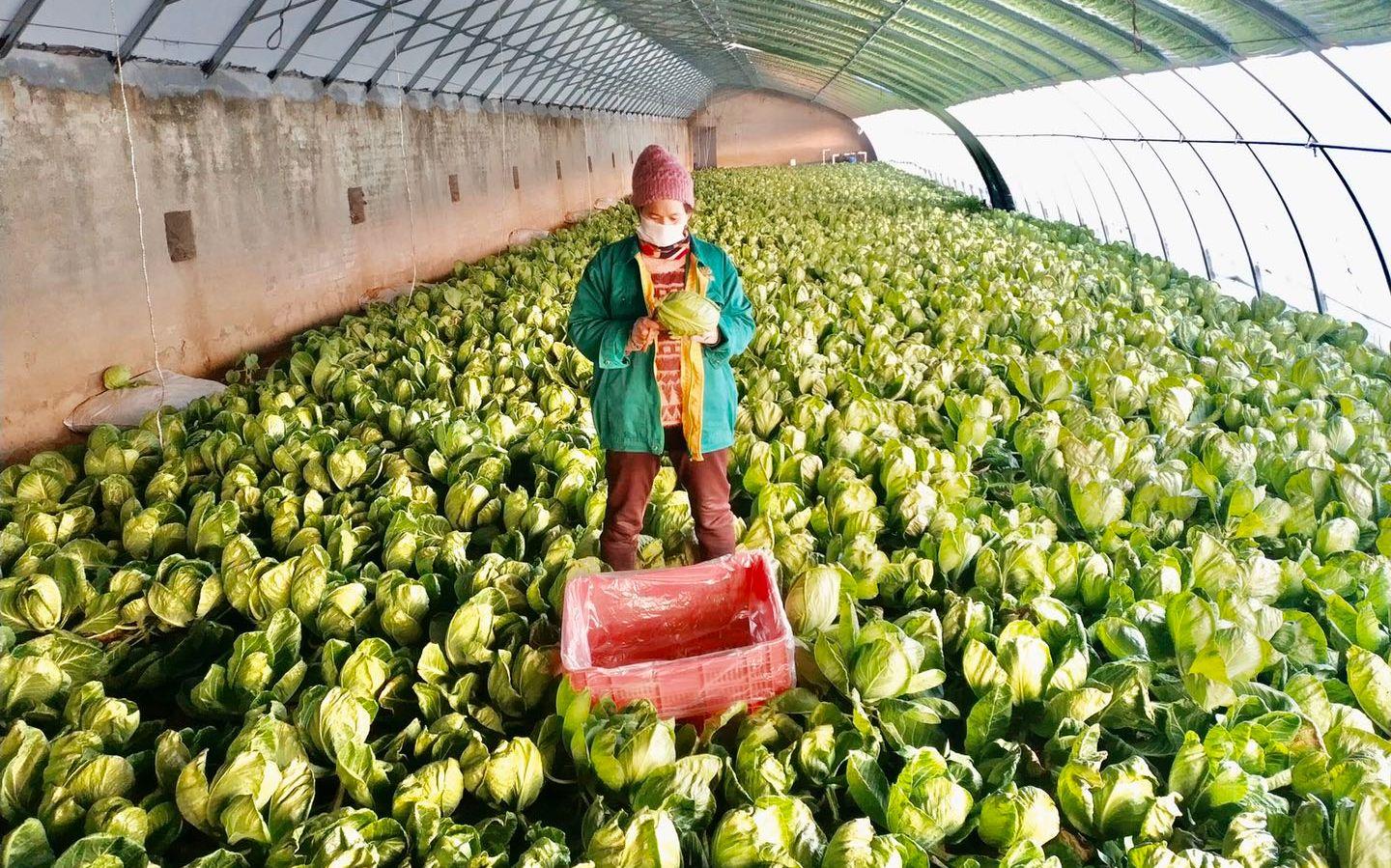 最新特菜品種，家的溫馨故事探索與發(fā)現(xiàn)