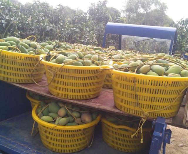 最新芒果品種揭秘，熱帶風(fēng)味的獨(dú)特魅力探索