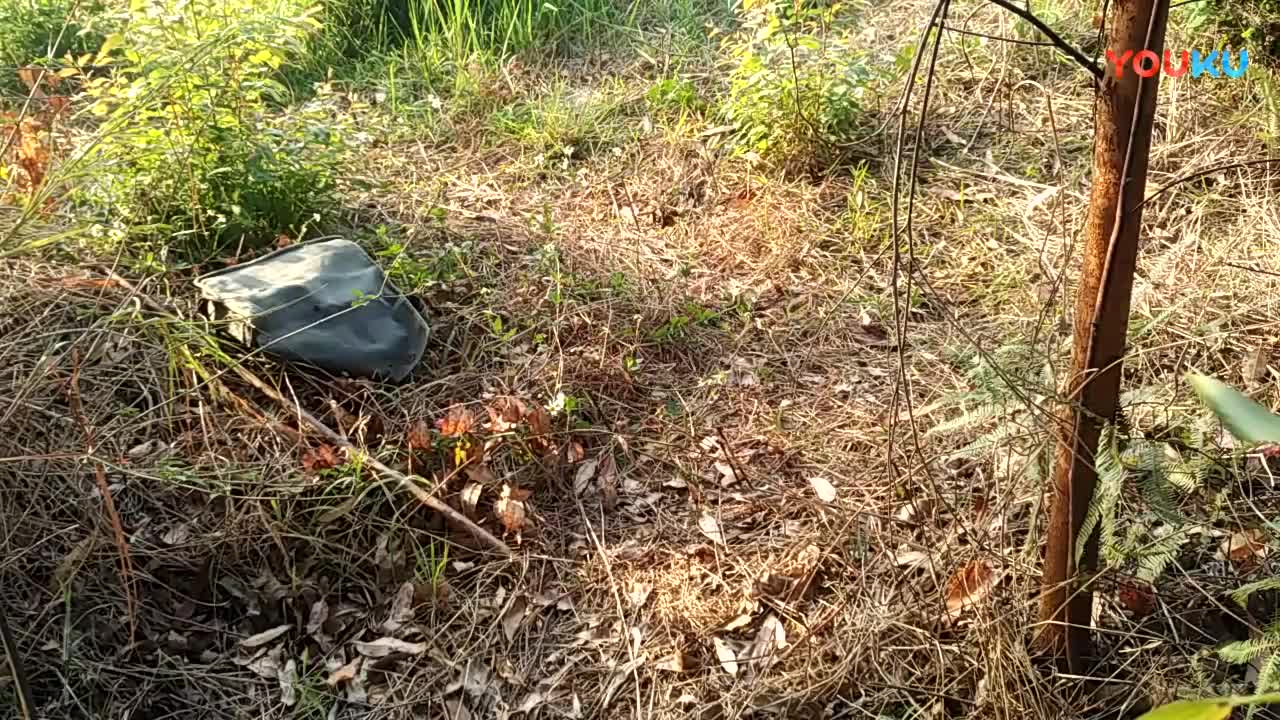 鷓鴣中套最新視頻，領略傳統(tǒng)藝術魅力的震撼登場！