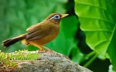 鎮(zhèn)雄房屋最新出售信息，家園變遷與自我成長(zhǎng)的自信成就