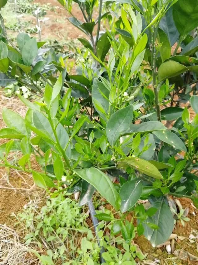 柑橘最新保果技術(shù)，開啟探索之旅，勵(lì)志無限可能