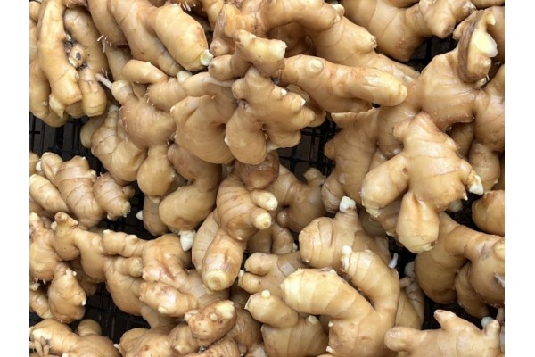 昌邑生姜市場最新價格指南，全面了解生姜市場行情與價格動態(tài)