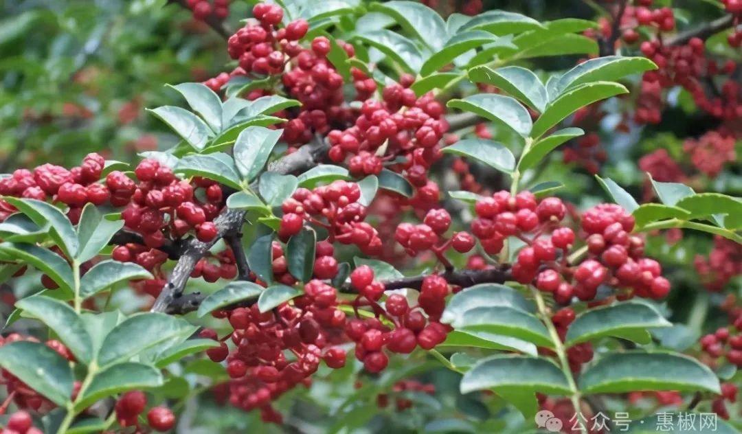 花椒價格最新行情2024，科技引領，椒香走向未來