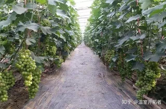 探索自然美景之旅，最新葡萄大棚種植模式揭秘