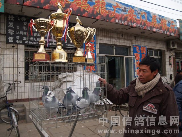 北京鴿市繁榮景象與發(fā)展趨勢揭秘，最新動(dòng)態(tài)與未來展望