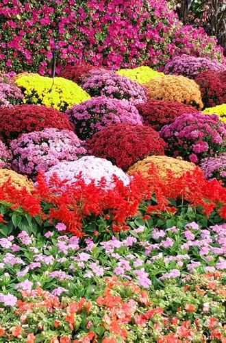 最新鮮花美景之旅，尋找內(nèi)心平靜的旅程