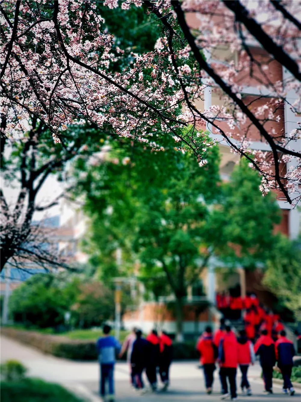 校園風(fēng)采新照，展現(xiàn)青春風(fēng)采的照片集錦