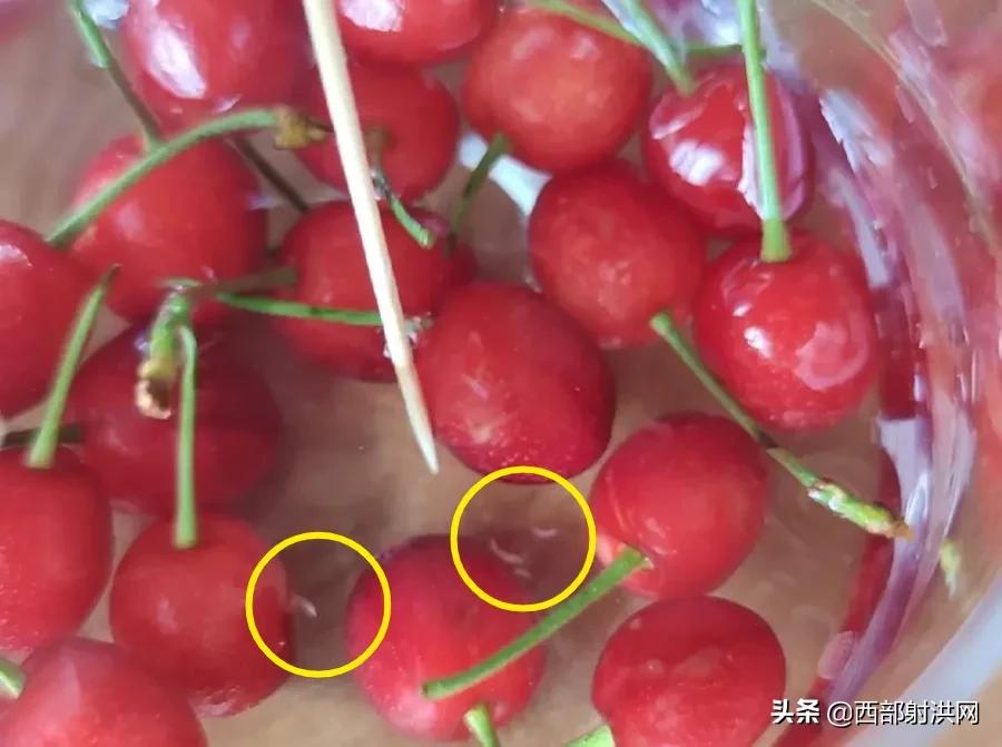 射洪上市公司，小巷深處的獨(dú)特風(fēng)味揭秘