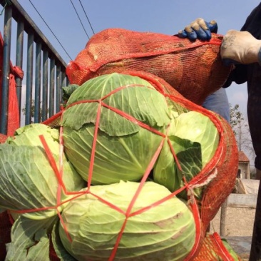 湖北包菜價(jià)格動(dòng)態(tài),湖北包菜價(jià)格動(dòng)態(tài)，一場(chǎng)尋找內(nèi)心平靜的綠色之旅
