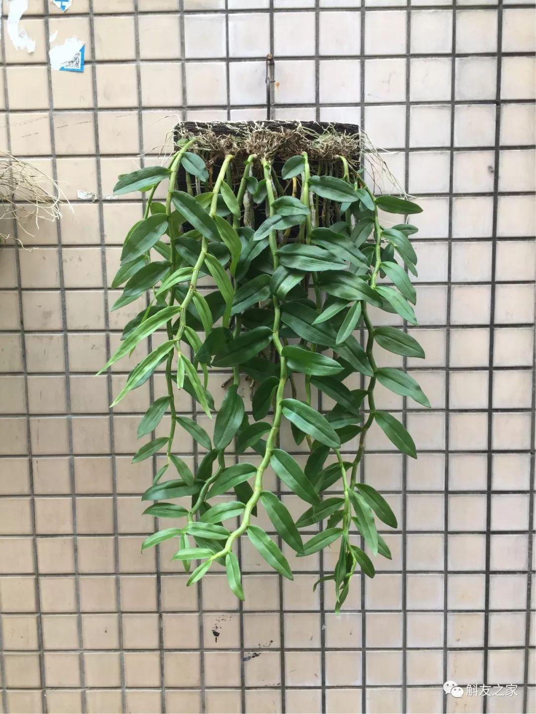 三寧復(fù)合肥最新報(bào)價(jià)及推薦，優(yōu)質(zhì)肥料選擇指南