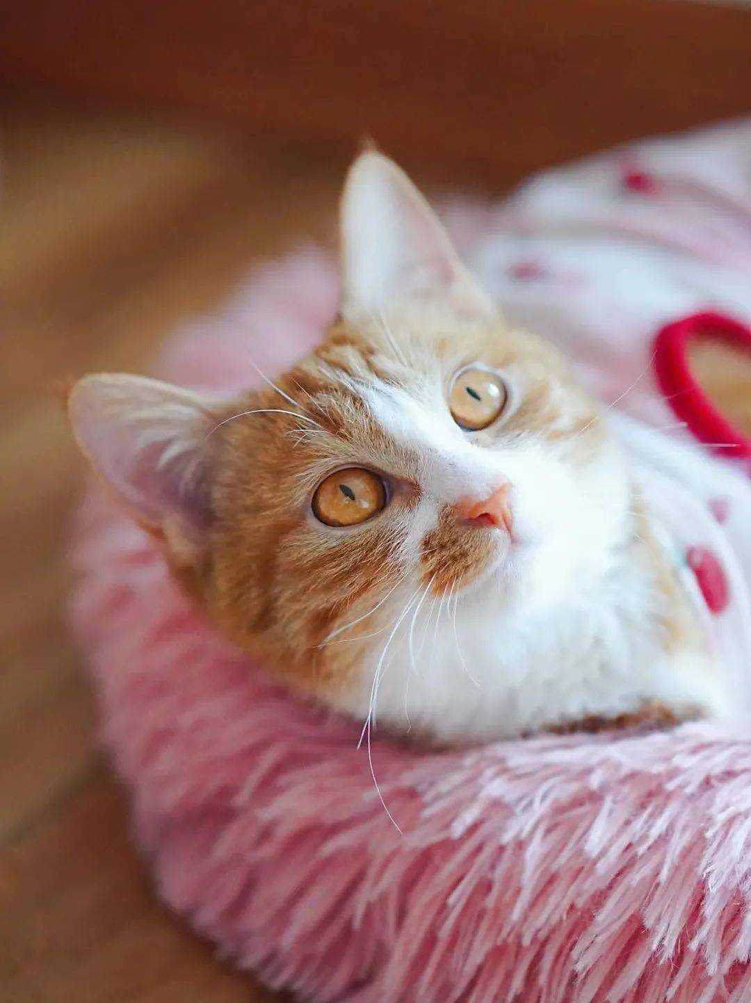 貓咪資訊速遞，探索貓咪的自信成長與優(yōu)雅步伐