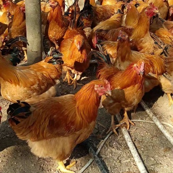 閹雞最新行情，巷弄深處的風(fēng)味秘境探索