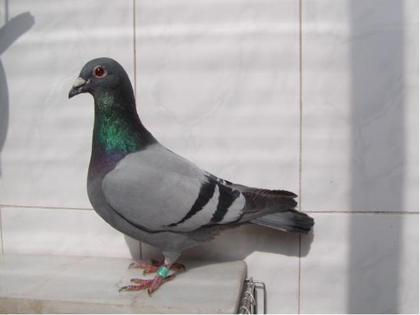 賽鴿定向新進(jìn)展揭秘，小巷中的神秘寶藏探索