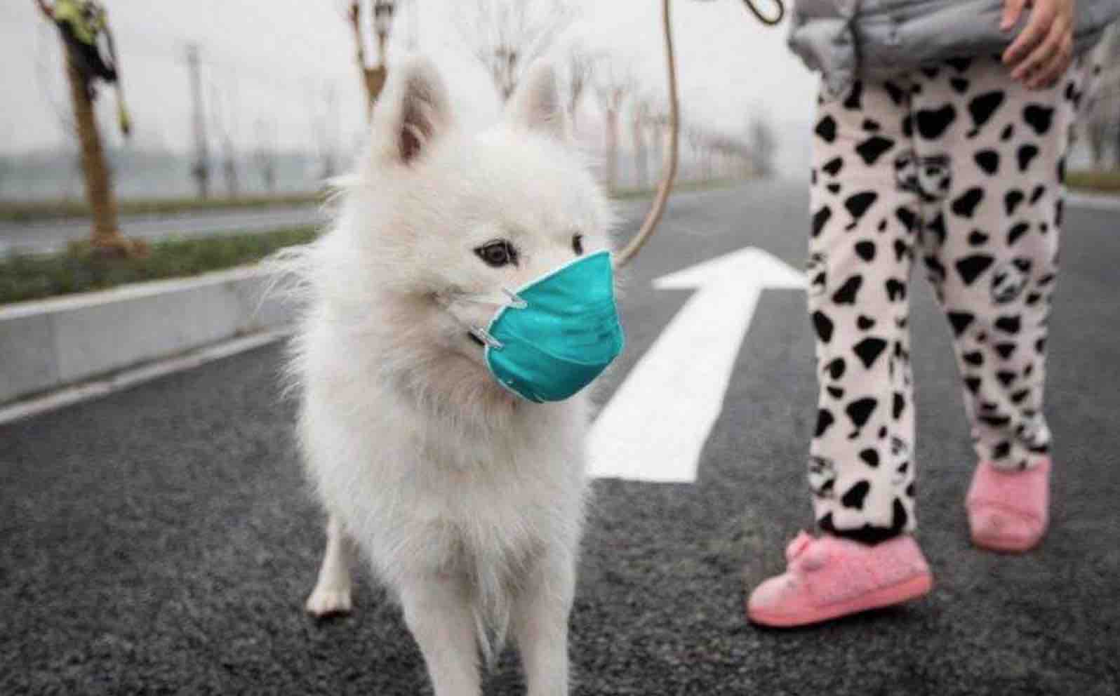 最新疫情下的養(yǎng)狗入門指南與技能學習