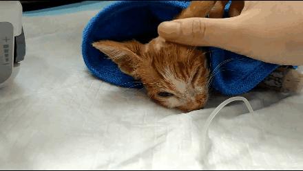 貓球比賽，激發(fā)潛力的勵(lì)志之旅