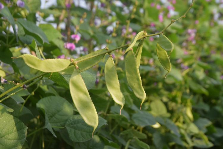 豆子行情，綠色之旅中的內(nèi)心平靜探尋