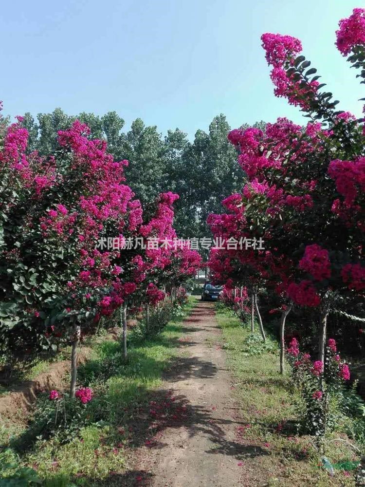 速生紫薇最新報(bào)價(jià)，開啟自然美景的旅行邀請(qǐng)