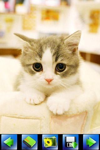 探索特色小店，最新貓咪應(yīng)用下載，小巷隱藏寶藏的奇妙之旅