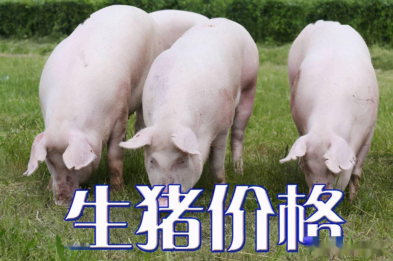濰坊今日生豬價格探索，一場綠色之旅尋找內心平靜