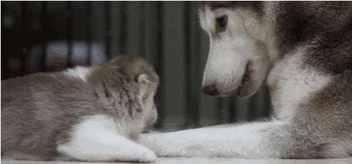 電視劇母子連心，心靈與自然的溫暖之旅