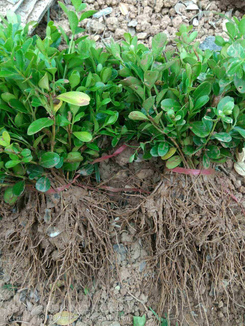 黃楊小苗價(jià)格探尋之旅，自然美景的邂逅與發(fā)現(xiàn)