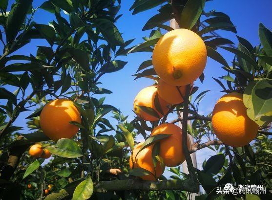 贛州上市公司，閃耀未來，共創(chuàng)繁榮時代！