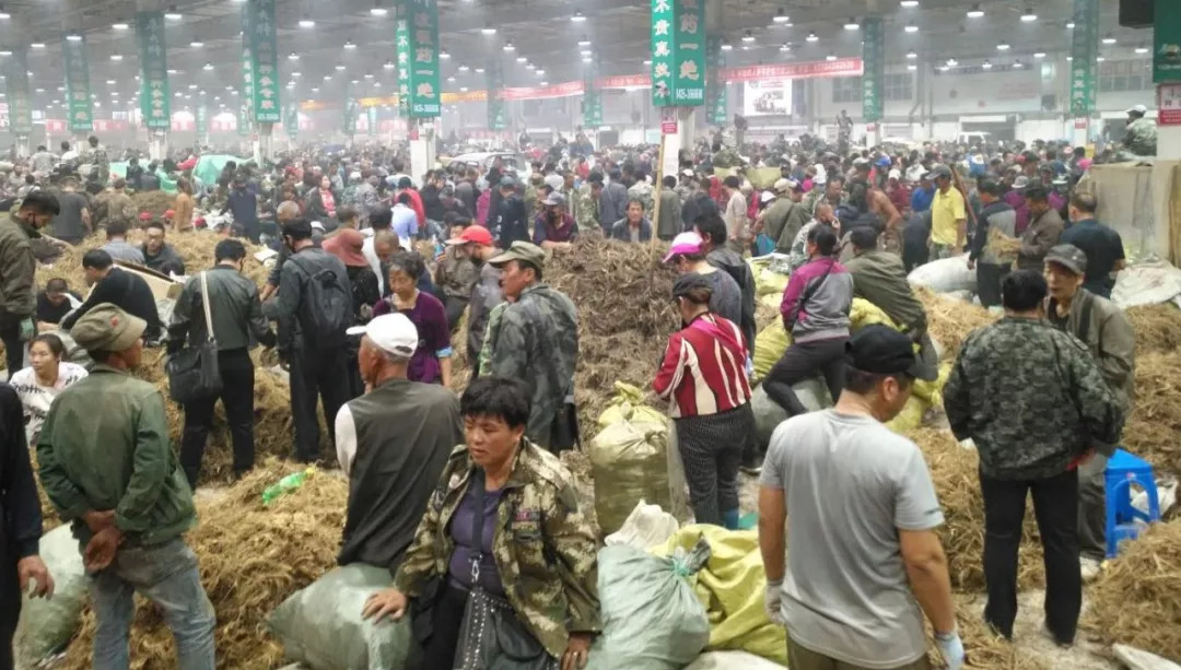 萬(wàn)良人參市場(chǎng)最新動(dòng)態(tài)揭秘，日常奇遇與溫情紐帶