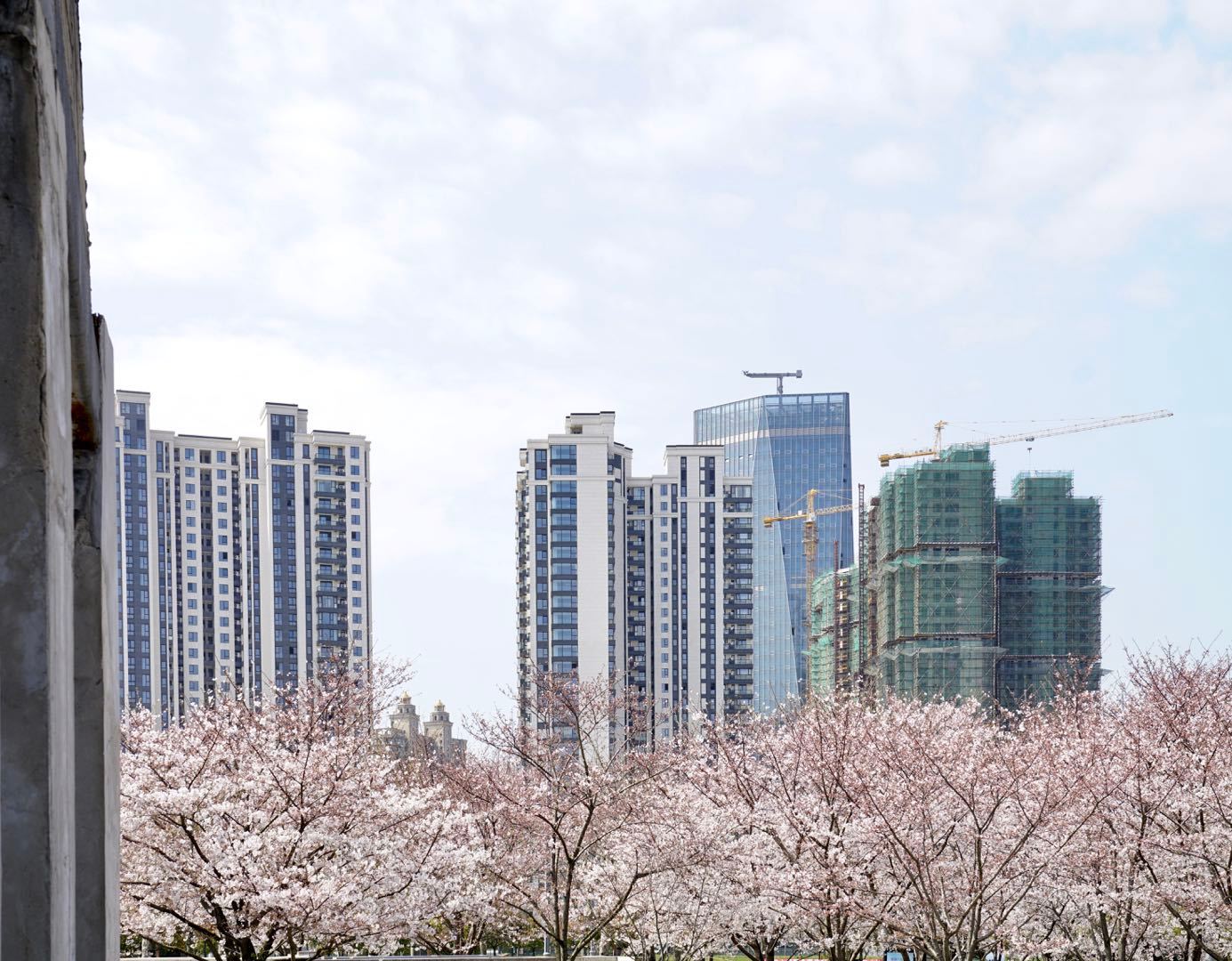 櫻花園置換最新進(jìn)展揭秘，科技重塑生活，煥發(fā)新生希望