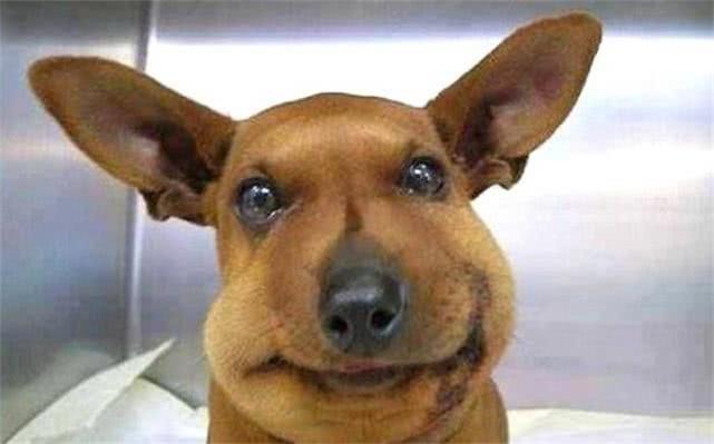 最新毒蜂，逆風(fēng)翱翔，學(xué)習(xí)鑄就自信與成就之巔