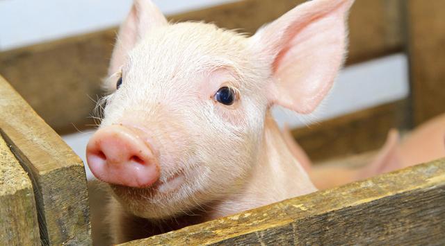 全國生豬最新行情深度解析與觀點闡述，今日市場趨勢分析