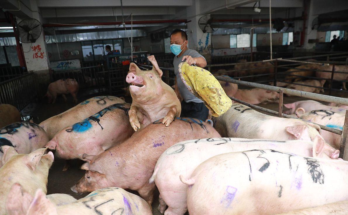 科技引領(lǐng)未來，最新小麥價(jià)格行情實(shí)時(shí)查詢動(dòng)態(tài)掌握