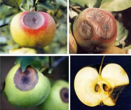 最新炭疽病治療藥物，變化、學(xué)習(xí)與信心的力量探索