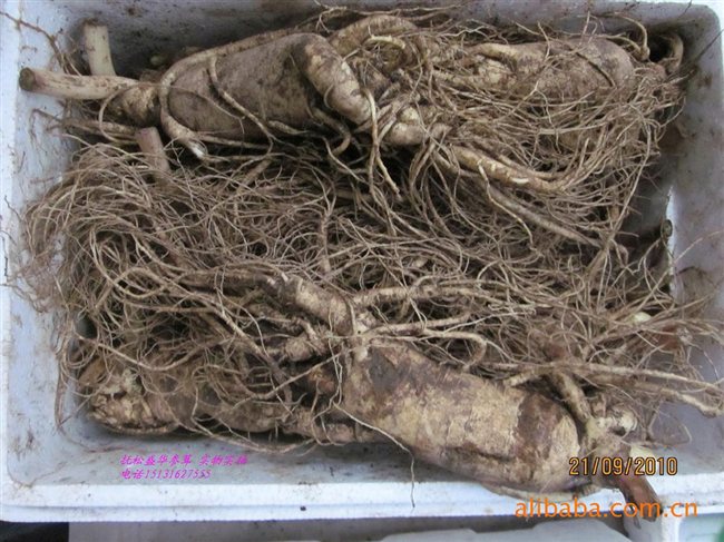 人參最新價(jià)格及市場走勢、品質(zhì)鑒別全解析