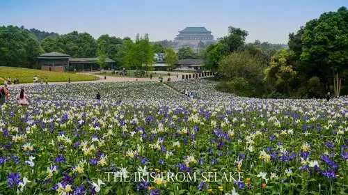 石象湖門票最新信息，賞花門票火熱搶購中！