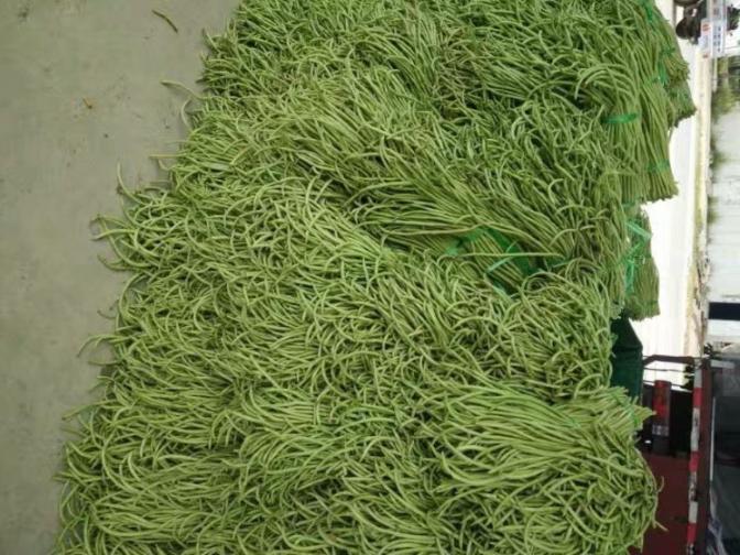 合浦豆角最新價(jià)格指南，獲取與比較豆角價(jià)格的方法及最新價(jià)格更新通知