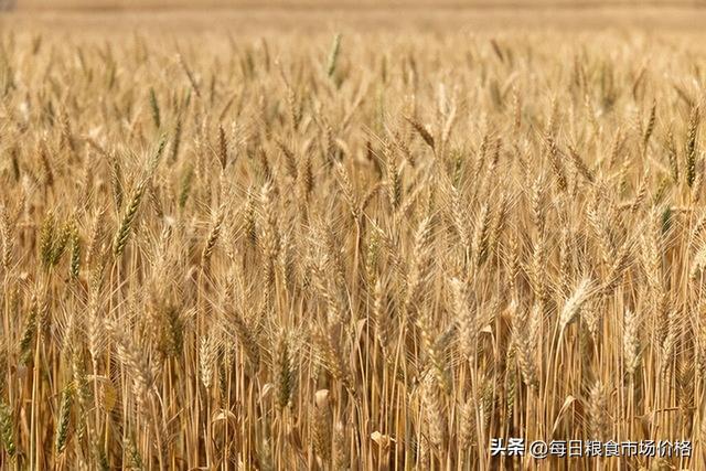 山東麥子價(jià)格最新行情及分析概覽