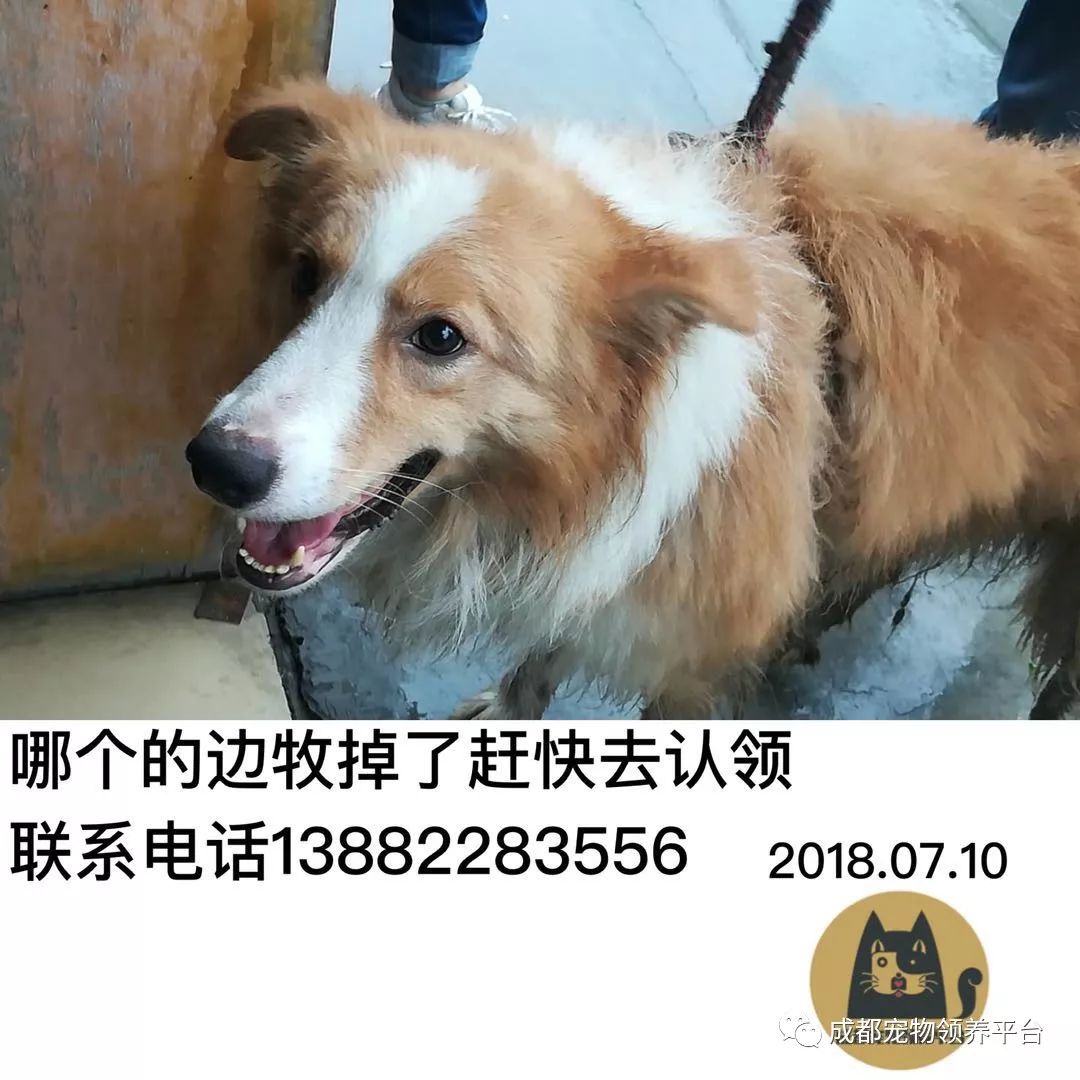 成都最新尋狗記，巷弄深處特色小店中的尋寵之旅