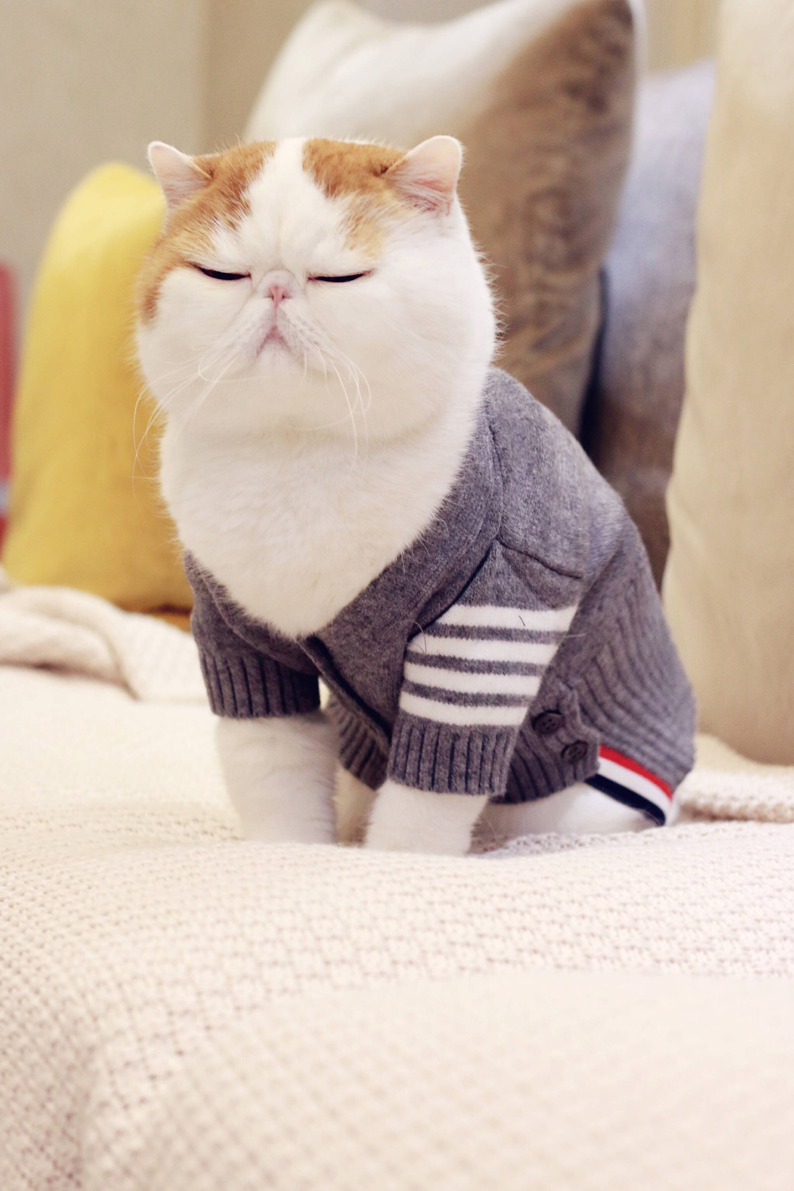 小胖Snoopy最新萌照，瞬間融化人心！