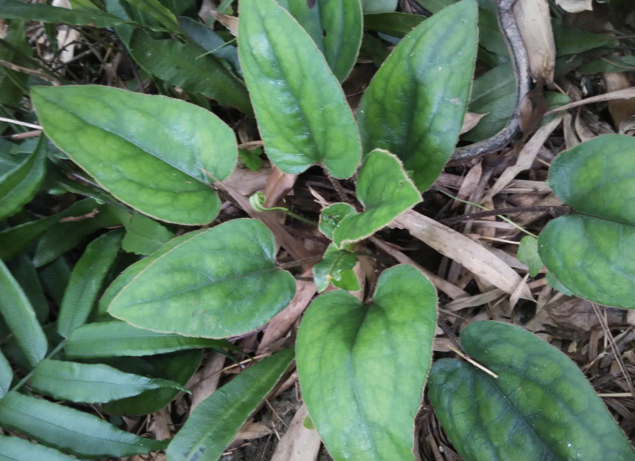 今日黃連最新價格及小巷隱秘寶藏，探尋特色小店的奇妙之旅