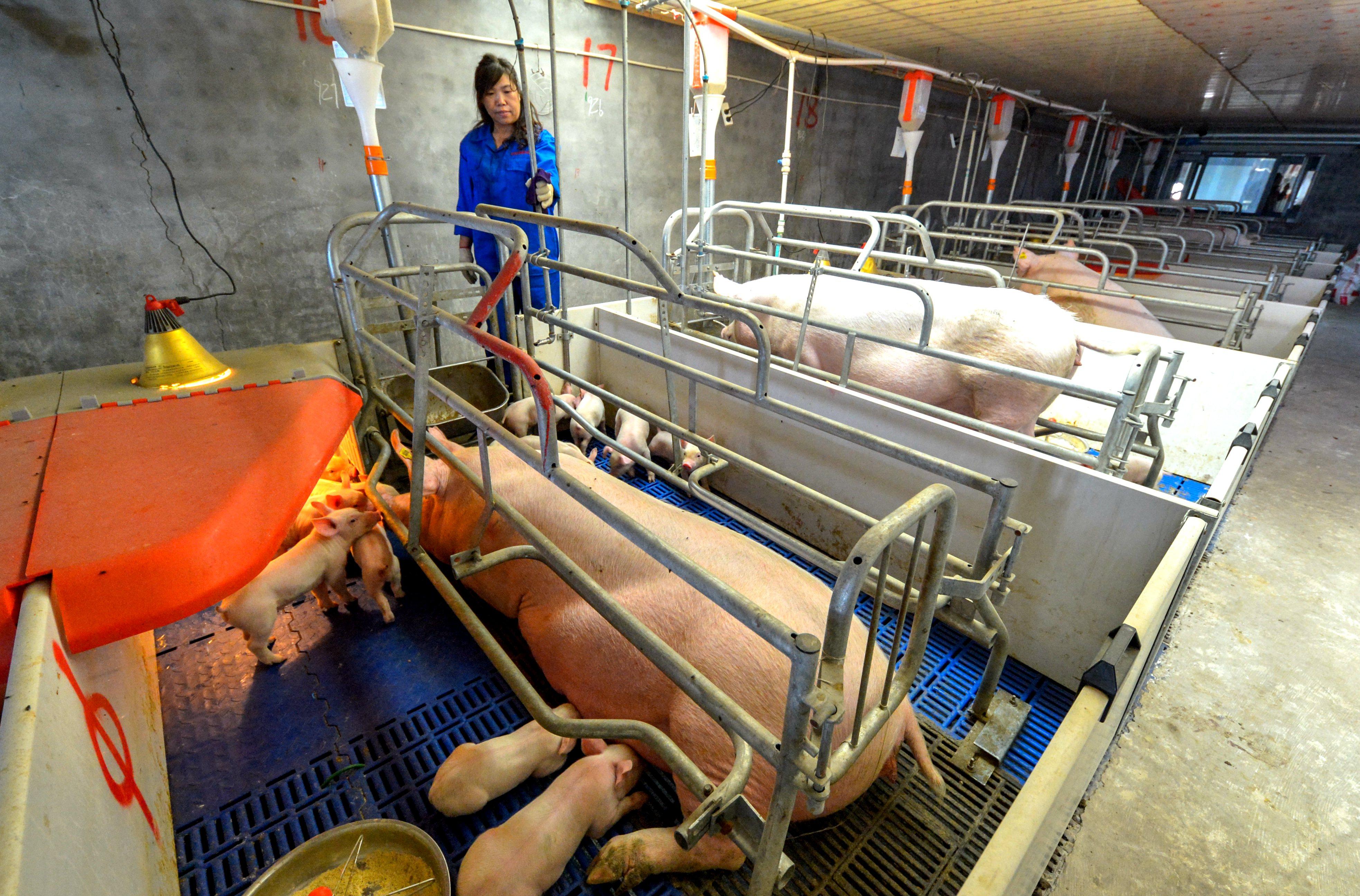 河北仔豬最新價格揭秘，小巷中的寶藏探索