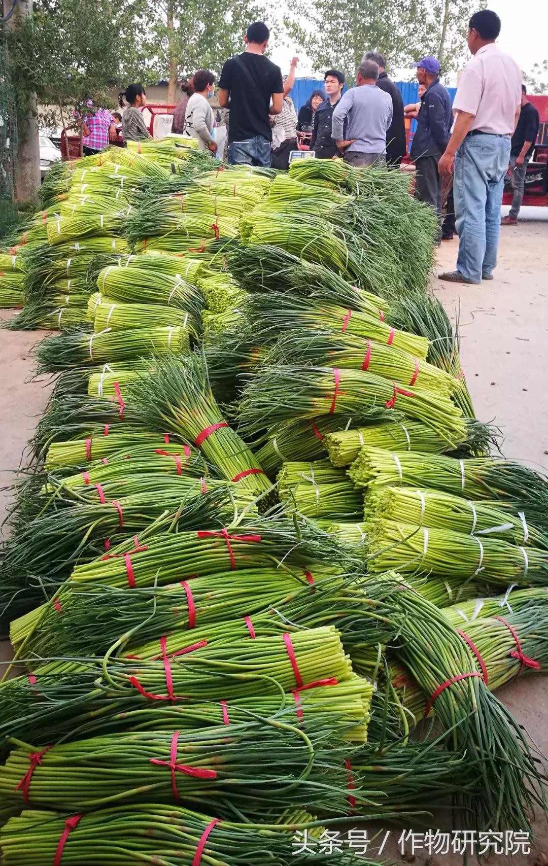 大蒜的奇妙旅程與溫馨故事，最新大蒜資訊報道