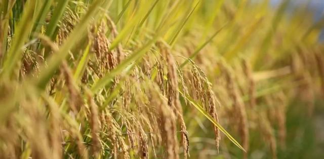 蒼南最新動(dòng)態(tài)，變化中的力量，學(xué)習(xí)鑄就自信與成就