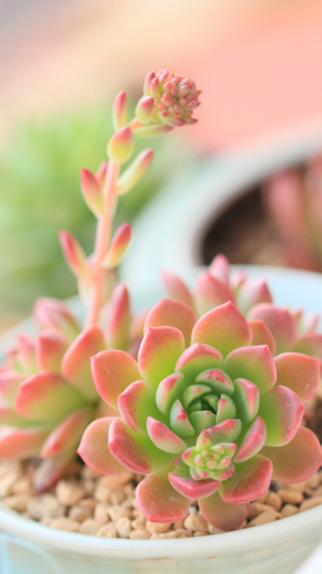 最新多肉植物，獨特的植物美學(xué)觀點探討