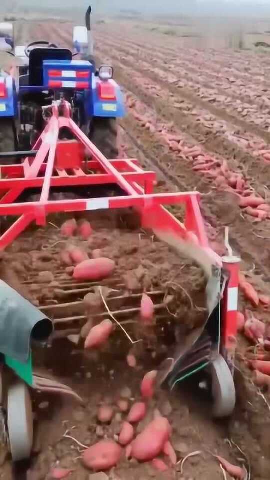 科技革新引領(lǐng)紅薯挖掘新紀(jì)元，最新挖紅薯機器亮相！